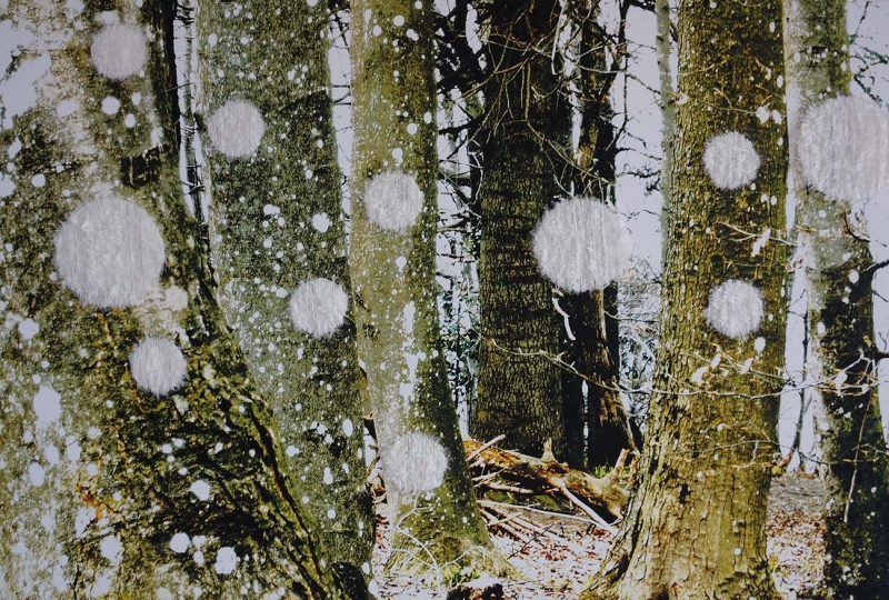 in FotoFaden, embroidered image (BaumKreise), 70x100cm, 2014.jpg