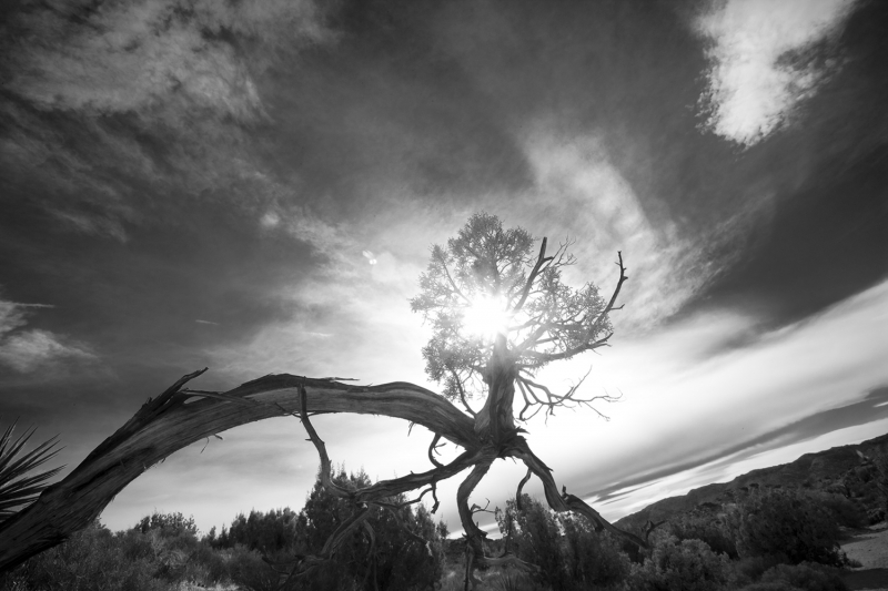 Derrick Feole, joshua tree light, 2014, Photograph, 85 x 120 cm, 1:3