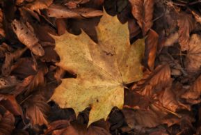 Сотканная из осени