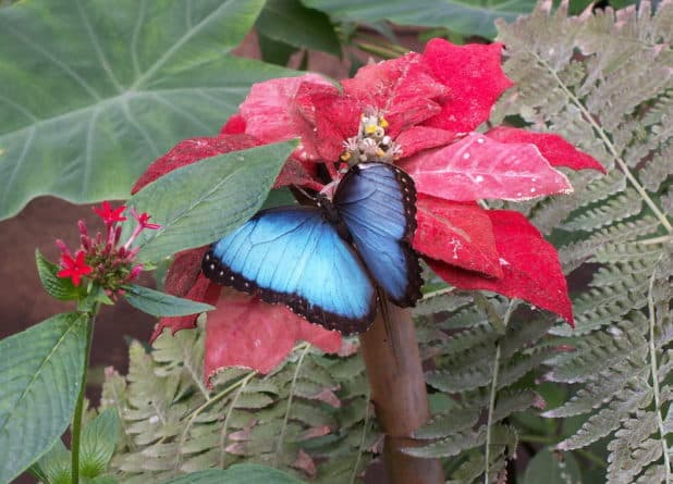 Фиолетовая бабочка