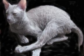 Кот