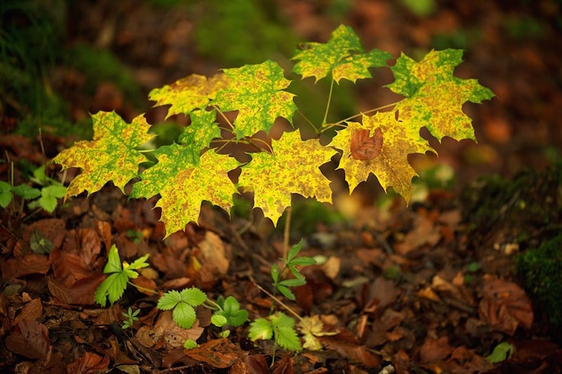 Осени признаки явные…