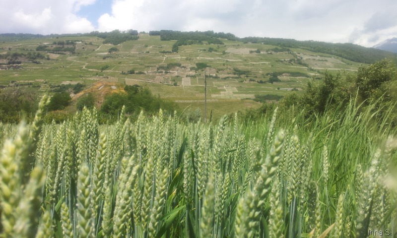 20140603_130710_2