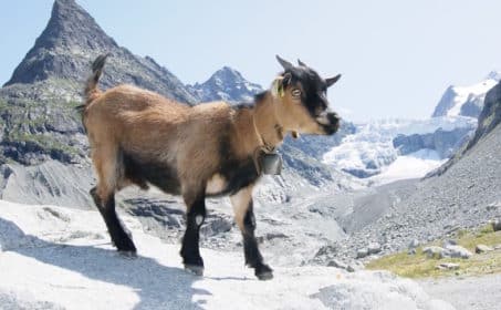 Чертова Пропасть или Альпийская сказка про вершки и корешки