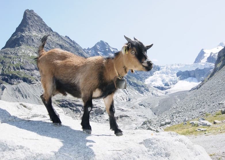 Чертова Пропасть или Альпийская сказка про вершки и корешки