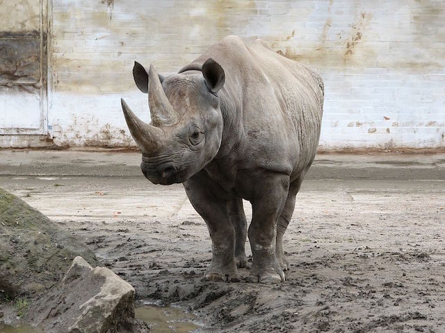 Черный носорог (лат. Diceros bicornis). 2008 г. (Spitzmaulnashorn, ZOO Dvůr Králové, Tschechien (© Mistvan)