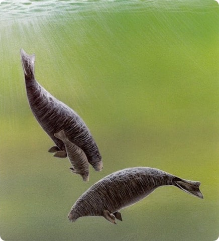 Морская или стеллерова корова (лат. Hydrodamalis gigas).