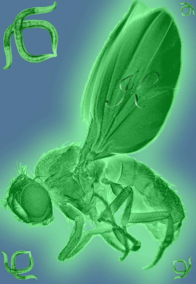 Муха-дрозофила под сканирующим микроскопом увеличена в 10 000 раз. В углах картинки нематоды под световым микроскопом, увеличение 400.