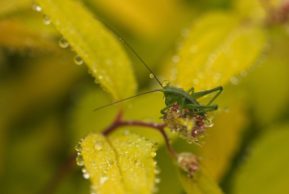 Странники ночи