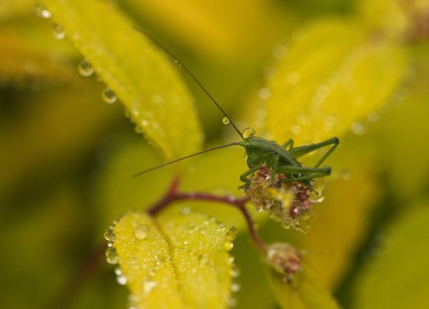 Странники ночи