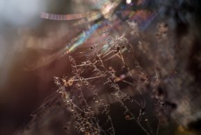 Фабрицио дель Донго