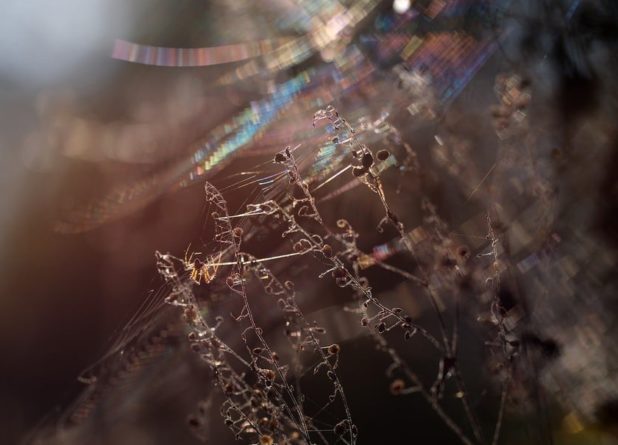 Фабрицио дель Донго