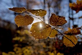 Смешная девочка. Бэлле Вольчик