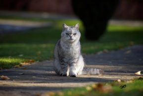 Вуайеристы