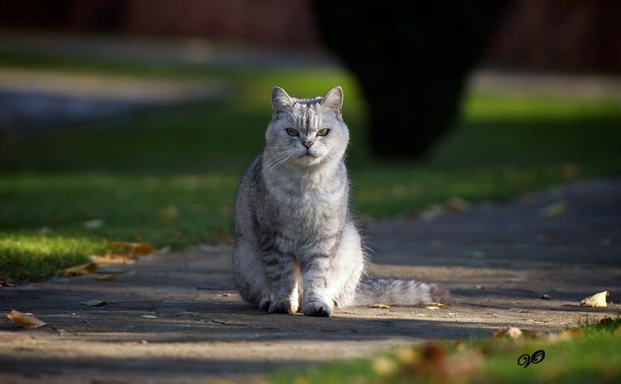 Вуайеристы