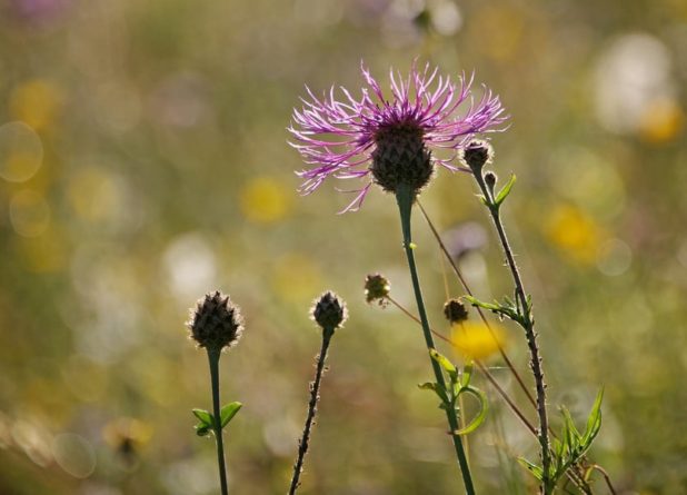 Влюбленный июнь