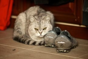 Криминальная хроника