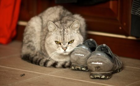 Криминальная хроника