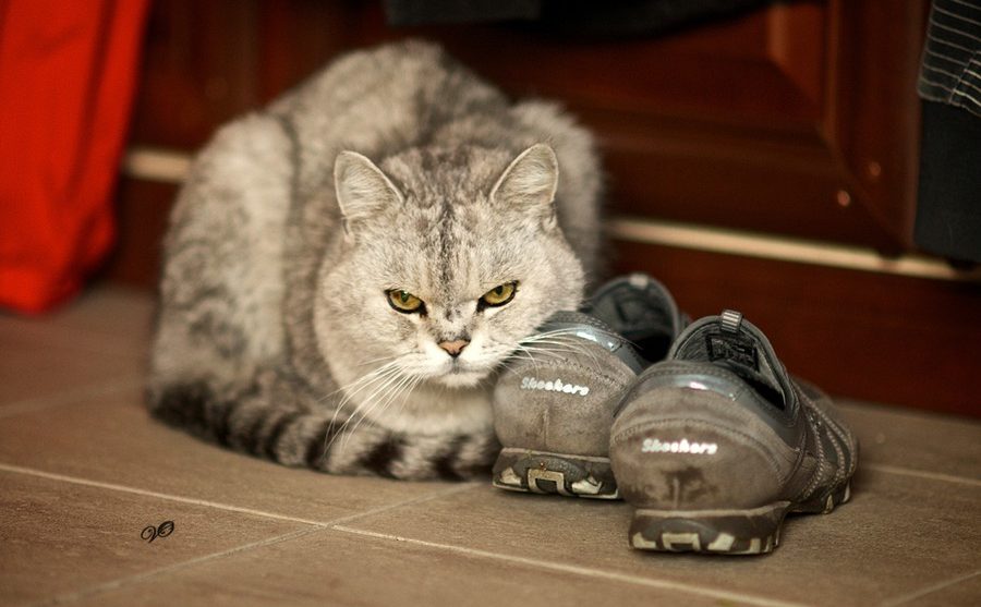 Криминальная хроника