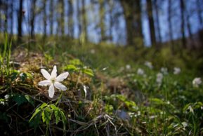 Споткнувшемуся