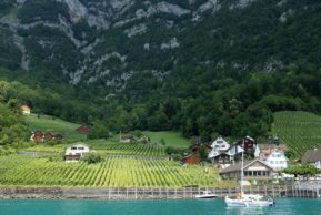 Спутница дождя