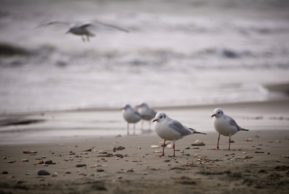 О моделировании стиха