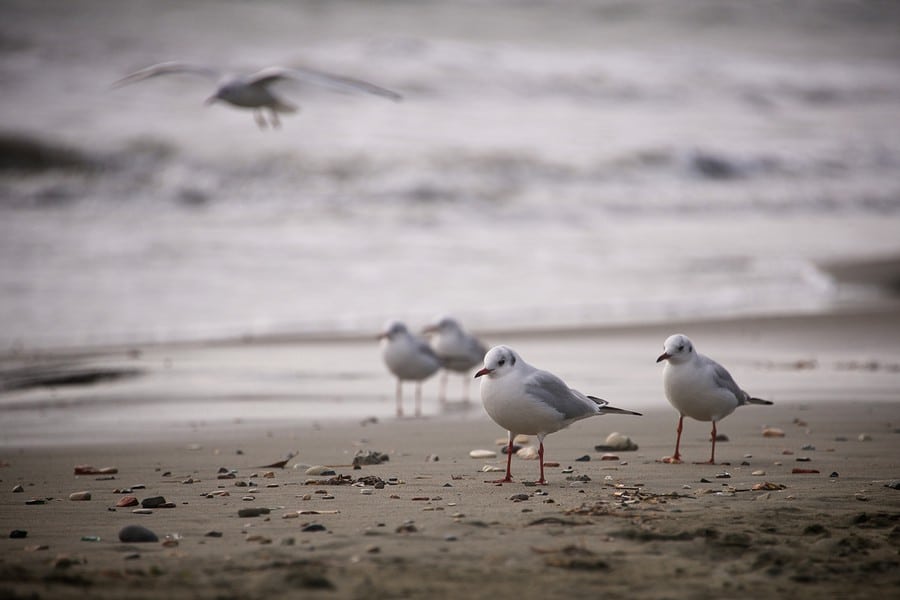 О моделировании стиха