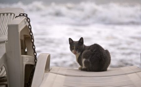 Развод или Времена города