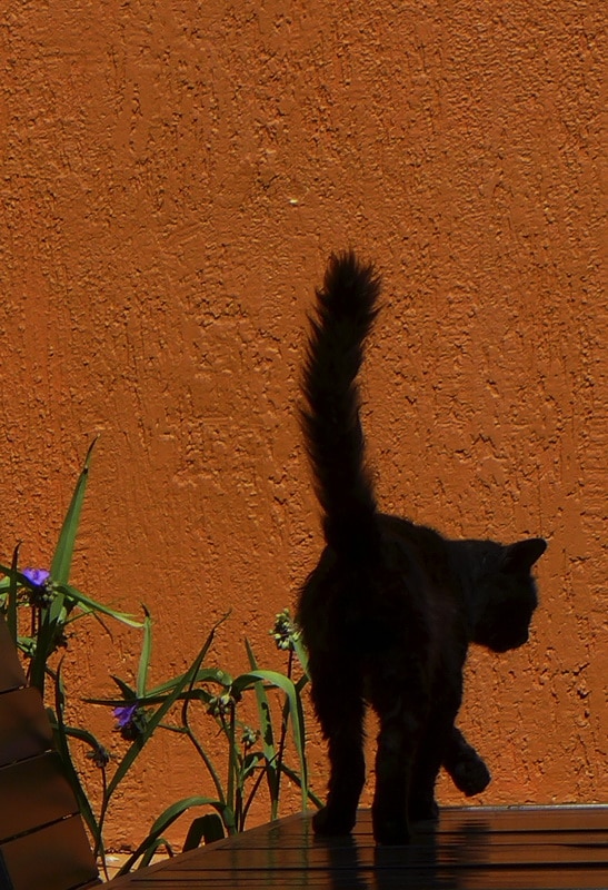 Кот с хвостом. (© Валерий Свидерский)