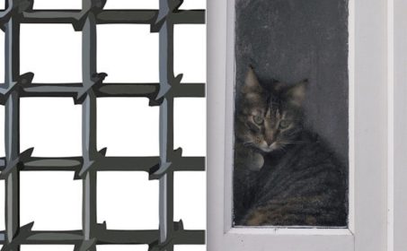 Александр Хургин. «Кошка в камере»