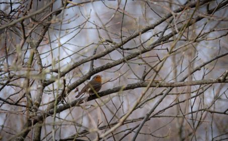 В. Н. Порус. Из украинской поэзии-3