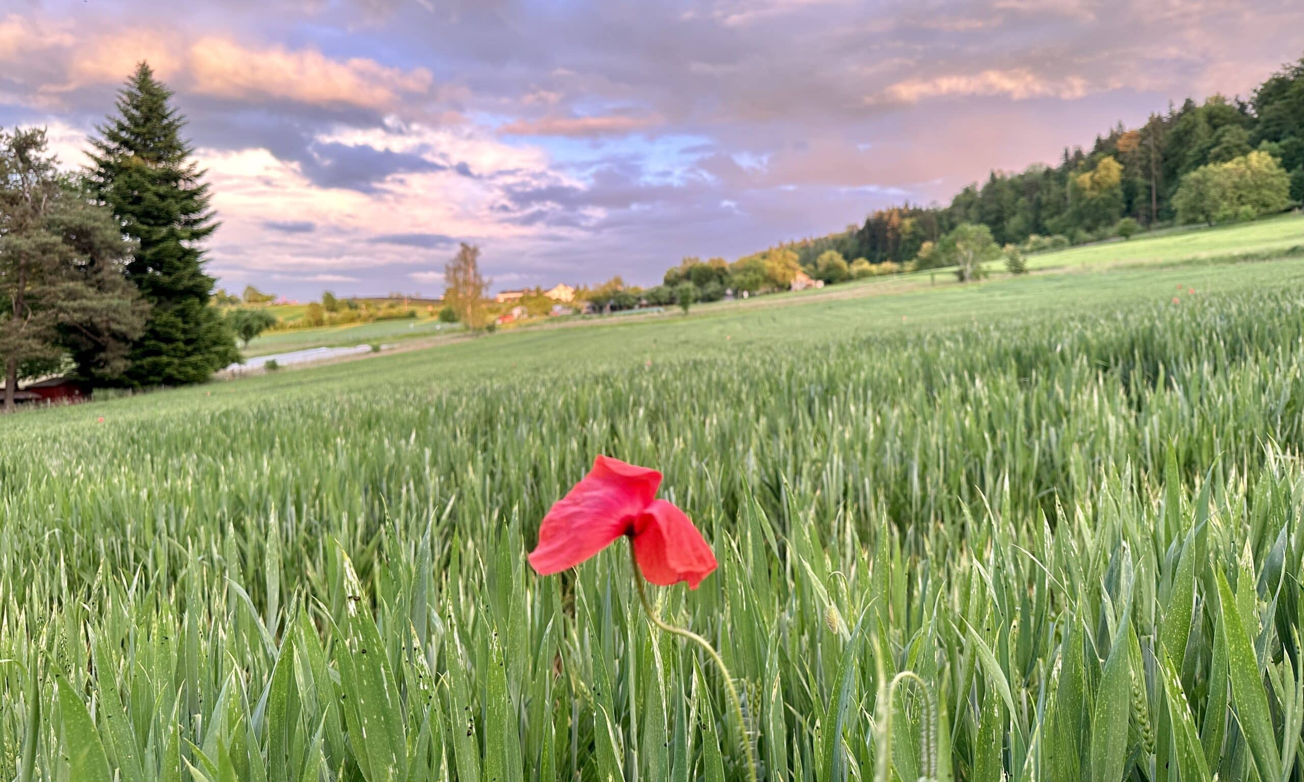 В июне 1799 года на этих полях сражались французские и австрийские войска. Цюрих, 12 мая 2024 г. (© forall.swiss)
