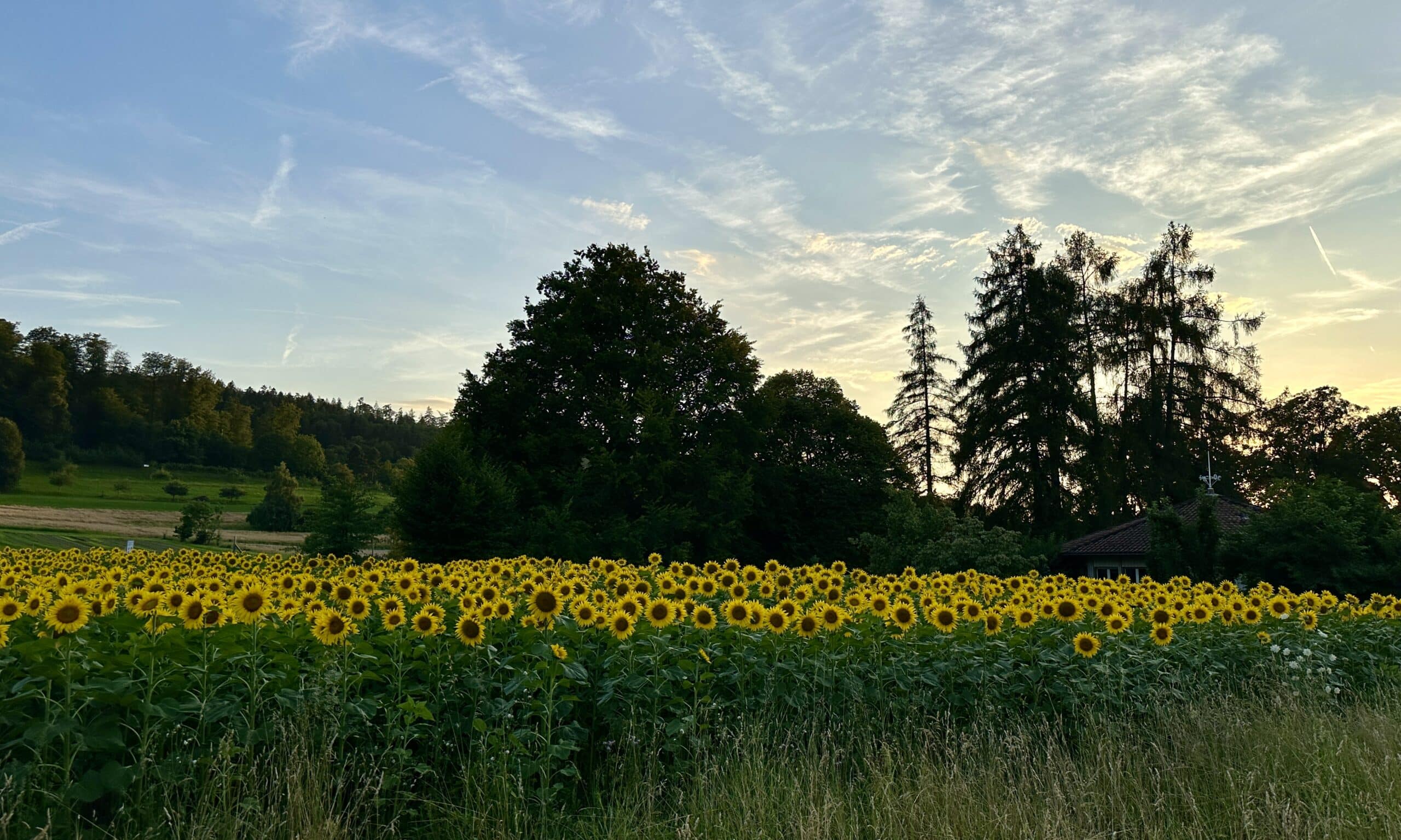 В июне 1799 года на этих полях сражались французские и австрийские войска. Цюрих, 12 мая 2024 г. (© forall.swiss)