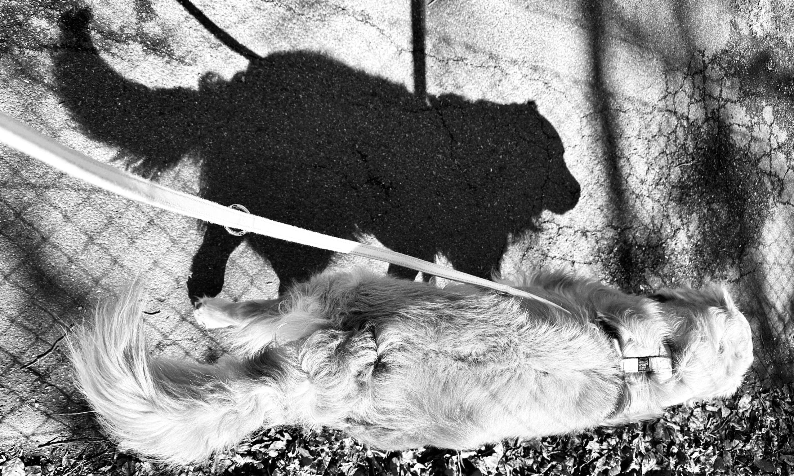 Сколько было псов? Цюрих, 2 апреля 2024 г. (© forall.swiss)