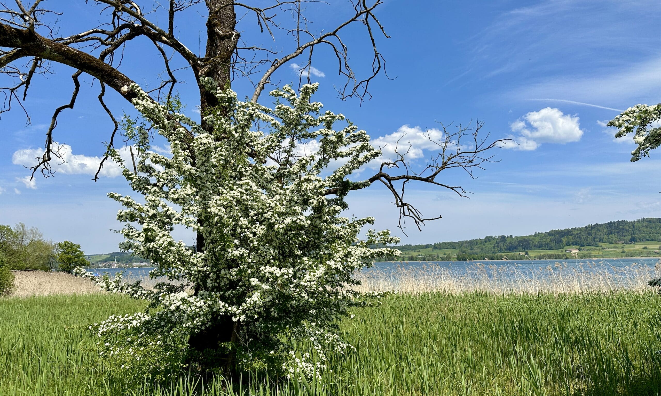 Окрестности озера Грейфензее, из которого вытекает речка Глатт. 1 мая 2024 г. (© forall.swiss)
