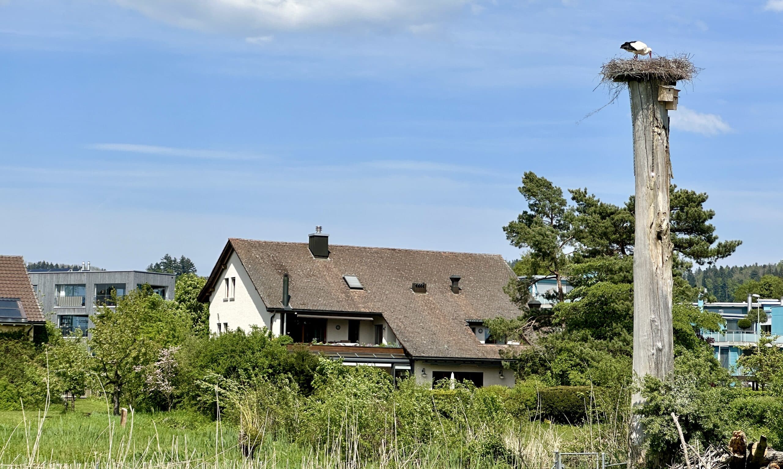 Окрестности озера Грейфензее, из которого вытекает речка Глатт. 1 мая 2024 г. (© forall.swiss)